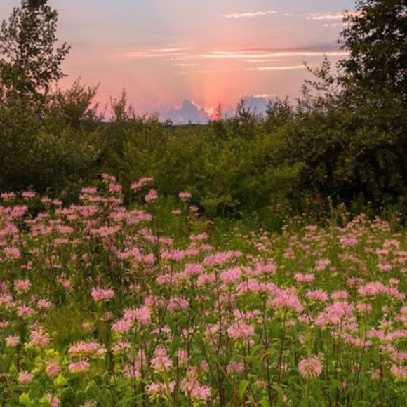 Meet your Posher, Lucia - Picture 1 of 1